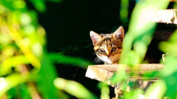 Chat dans l'environnement naturel — Photo