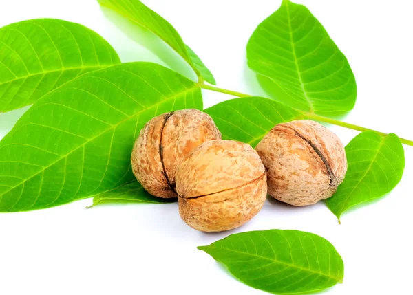 Walnuts closeup isolated on white — Stock Photo, Image