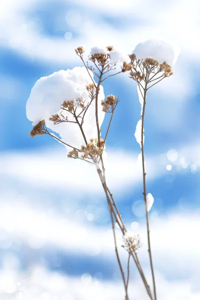 Gefrorene Blumen mit Schnee bedeckt — Stockfoto