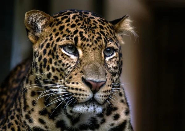 Primer plano retrato de leopardo . —  Fotos de Stock