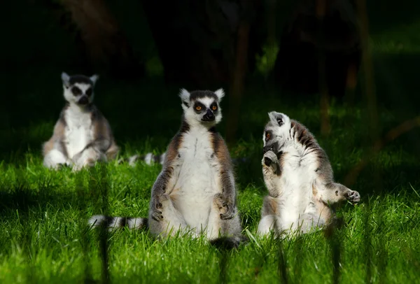 Famille des singes lémuriens sur l'herbe. — Photo