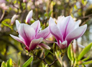 Bahar Manolya çiçeği, yumuşak çiçek arka plan.