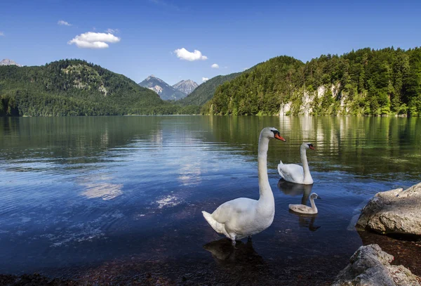 Alpsee Gölü ve kuğuları aile Fussen, Bavyera, Almanya