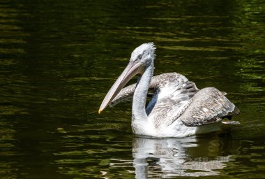 beyaz büyük pelican üzerinde karanlık su yüzme.