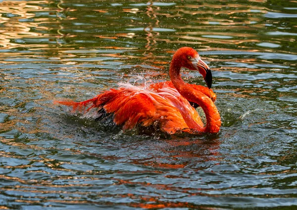 A single red  Flamingo splashing and wading around in the water. — Stock Photo, Image