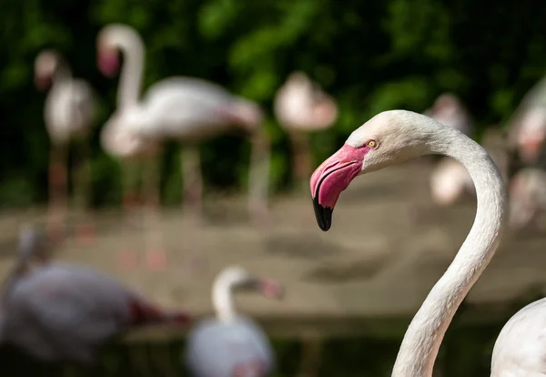 Pink flamingos against green background. — Stock Photo, Image