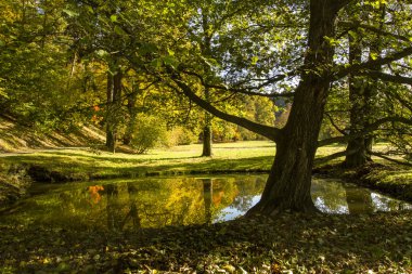 Göl kenarında, güneşli sonbahar günü büyüyen ağaç.