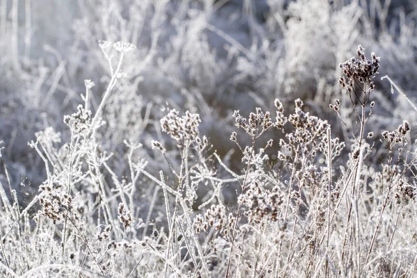 Inverno Grama Coberta Com Geada Matinal Raios Luz Fundo Temporada — Fotografia de Stock