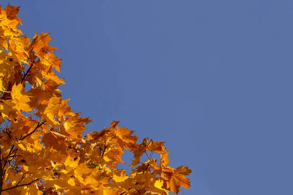 Gyönyörű Őszi Sárga Lombozat Kék Háttér Természet Háttér Őszi Természetes — Stock Fotó