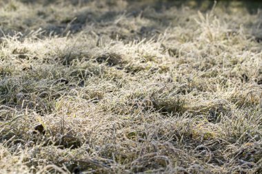 Kış. Çimenler sabah ayazıyla kaplanmış. Arka planda ışık huzmeleri. Sezon.