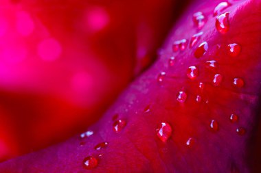 Çiyli kırmızı gülün arka planı. Aşk, düğün kutlaması, soyut bir geçmiş. Metin eklemek için. Tasarım için doğa konsepti. Tebrik kartı geçmişi. Yumuşak makro atış kullanılıyor. Yatay arkaplan. Kapat..