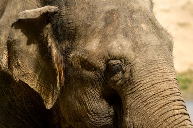 Hayvanat bahçesindeki büyük Hint filinin portresi. Yakından bak. Fil portresi. Afrika filini kapatın..
