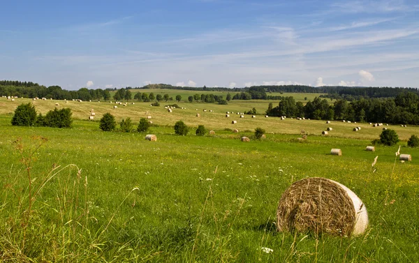 saman balya ile hasat alanı