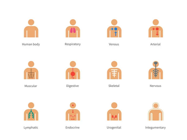 Anatomie et systèmes humains icônes de couleur sur fond blanc . — Image vectorielle