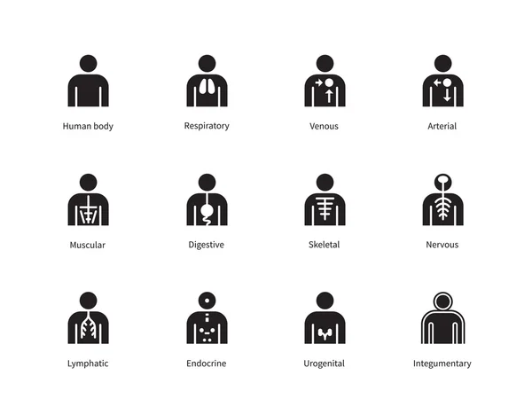 Human Body Systems icons on white background. — Stock Vector