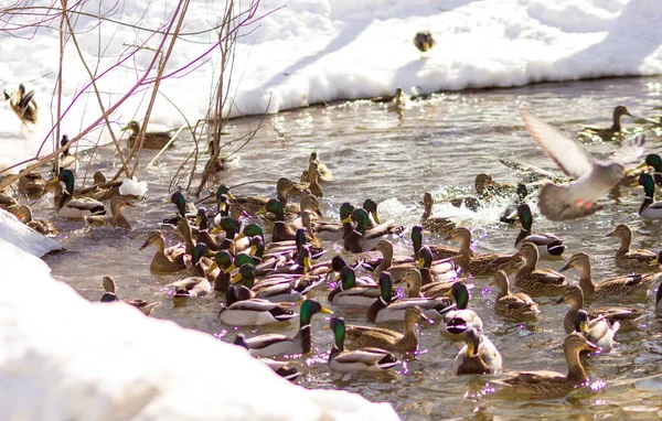 many wild ducks swim in the pond in winter