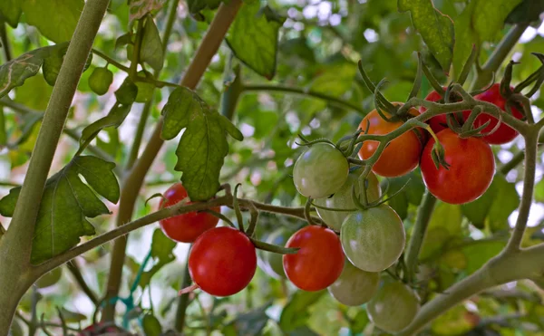 Thuis geteelde cherry tomaten rijpen op de wijnstok — Stockfoto