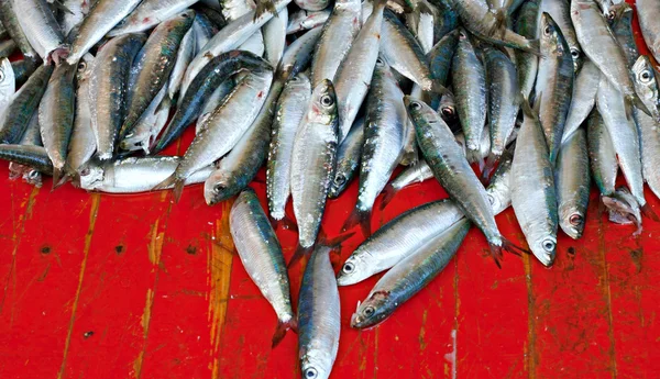 Różne świeżo złowione ryby na sprzedaż — Zdjęcie stockowe