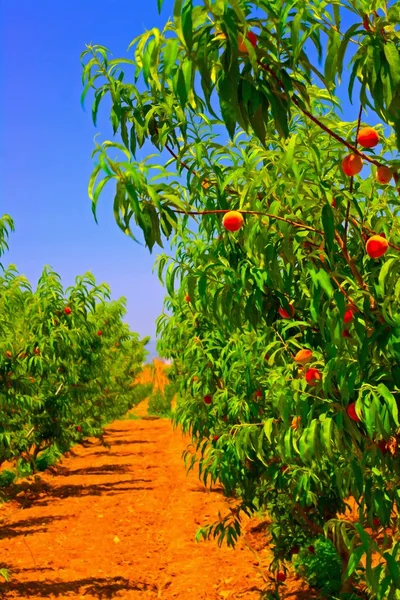 Een digitaal geconverteerde schilderij van een perzik boomgaard — Stockfoto