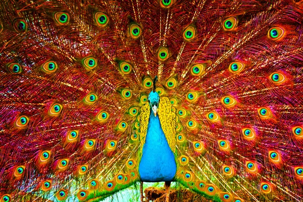 Pintura digital de un hermoso pavo real mostrando — Foto de Stock