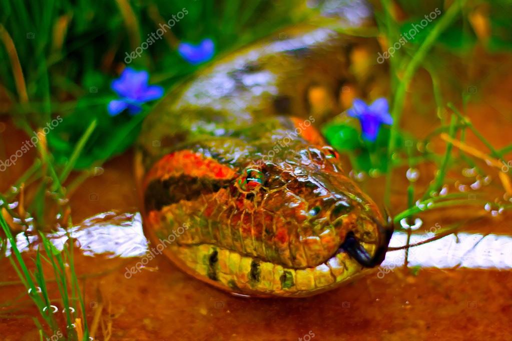 Stockfotos Snake Scales Bilder Stockfotografie Snake Scales Lizenzfreie Fotos Seite 3 Depositphotos