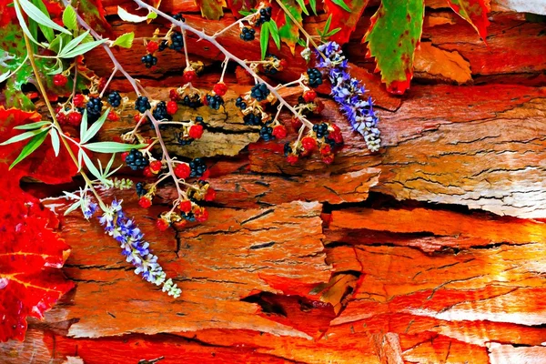 A digitally constructed painting of Colorful autumn leaves and pods arranged on stripped bark. — Stock Photo, Image