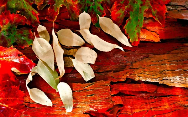 A digitally constructed painting of Colorful autumn leaves and pods arranged on stripped bark. — Stock Photo, Image