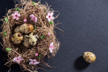 Bıldırcın yumurtası beyaz bahar çiçekleri ve tomurcukları ile yuva
