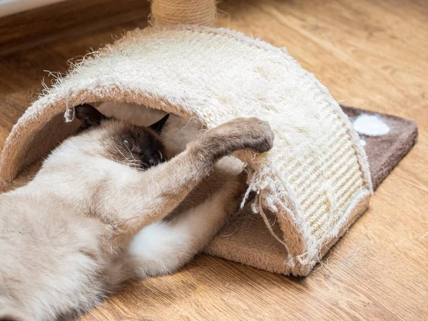Siamese Gato Jogando Perto Sisal Gato Coçar Casa — Fotografia de Stock
