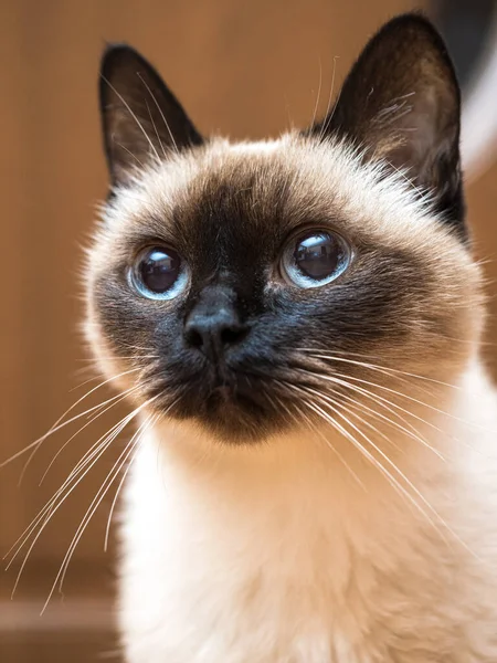 Retrato Gato Siamês — Fotografia de Stock