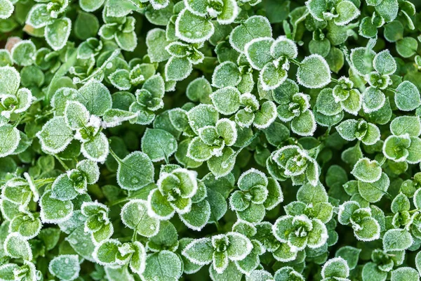 Feuille Verte Fraîche Avec Des Gouttes Glace Par Jour Givré — Photo