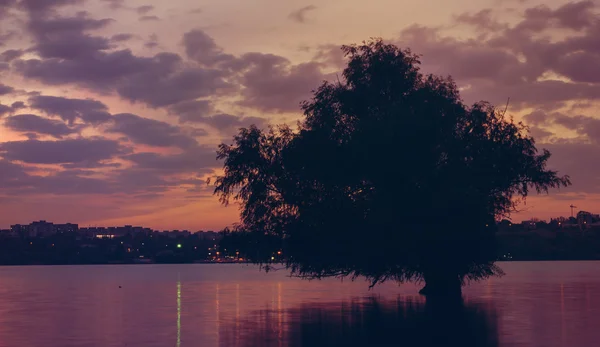 Sunset on the river Danube with tree reflected in water — Stock Photo, Image