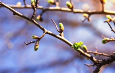 Spring tree buds clipart