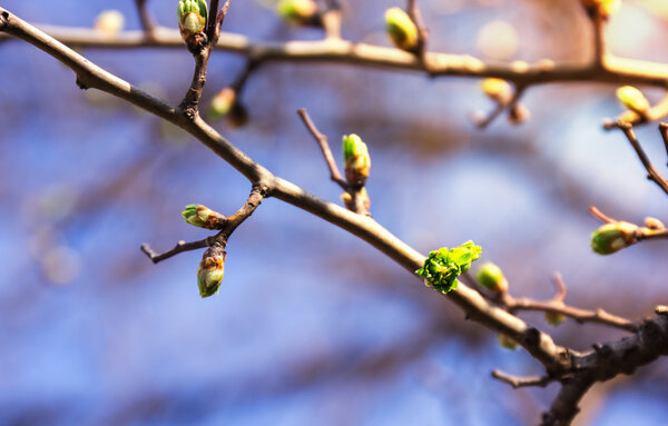 Spring tree buds