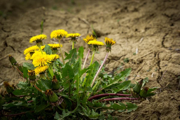 Pitypang virágot a szárazföldön — Stock Fotó