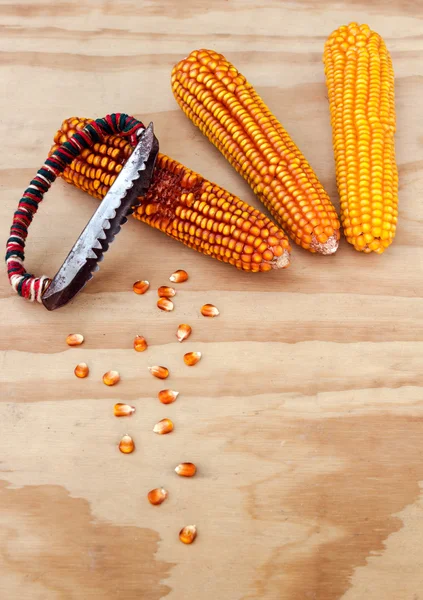 Sušené kukuřičné klásky s ruční nářadí pro čištění zrna kukuřice — Stock fotografie
