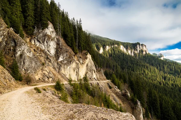 Lesní cesta přes hory — Stock fotografie