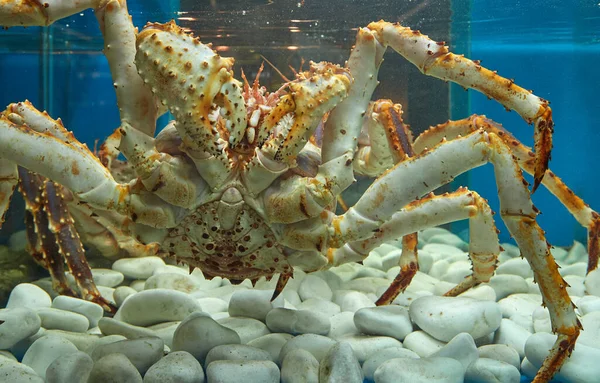 Kamchatka crab in the aquarium of the fish Department of the market. Delicacies from the sea.