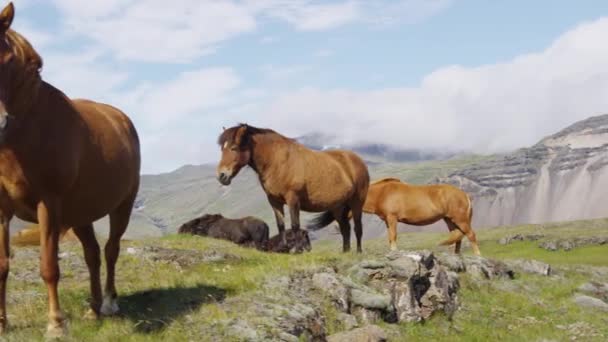 馬-アイスランドの馬。フィールドに立つ美しいアイスランドの馬 — ストック動画