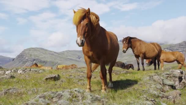 Koń - islandzkie konie na Islandii. Piękny islandzki koń stojący na polu — Wideo stockowe