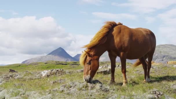 Islanda Cavallo - Cavalli islandesi su un bellissimo cavallo islandese in piedi sul campo — Video Stock