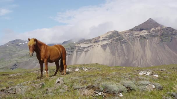 아이슬란드 말 - 아름다운 아이슬란드 말 이 들에서 있는 모습 — 비디오