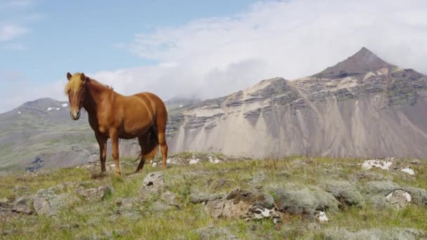 Koně - Islandští koně na Islandu. Krásný islandský kůň stojící na poli — Stock video