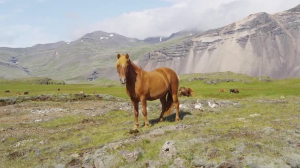 Koně - Islandští koně na Islandu. Krásný islandský kůň stojící na poli — Stock video
