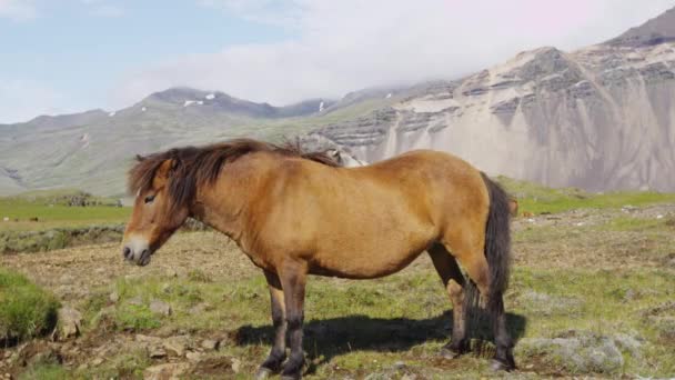 Cheval Islande - Chevaux islandais sur beau cheval islandais debout sur le terrain — Video