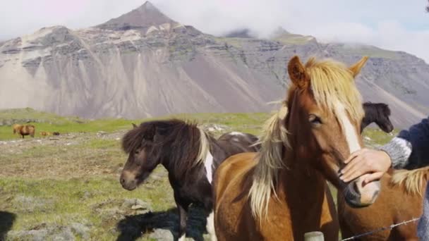 आइसलँडिक घोडे आयसलँडवर घोडा पीटींग करणारा माणूस निसर्गाने आनंदी आहे — स्टॉक व्हिडिओ
