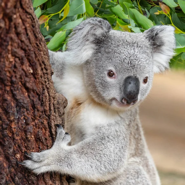 Лазание на дерево Коала в глуши Австралии — стоковое фото