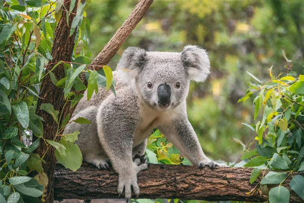 Koala на эвкалиптовом дереве под открытым небом в Австралии — стоковое фото