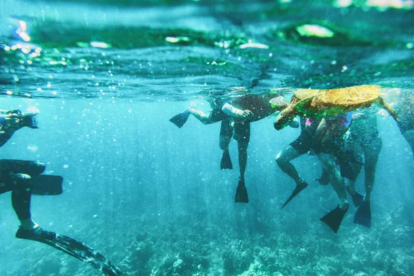 Turistler deniz yaban hayatıyla şnorkelle yüzüyor. Etrafı şnorkellerle çevrili yeşil kaplumbağalarla çevrili. Hayvanları görmek için okyanusta yüzüyorlar. — Stok fotoğraf