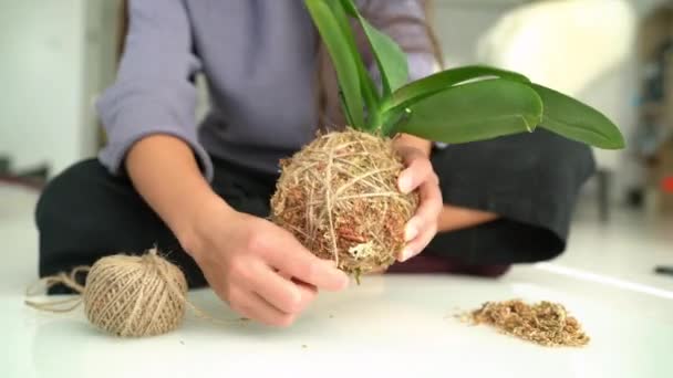 DIY heminredning med luft växt hängande japanska mossa bollen. Kvinna gör orkidé kokedama med mossa och rep. Trädgårdsarbete inomhus. — Stockvideo